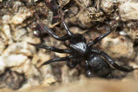 Drassyllus lutetianus